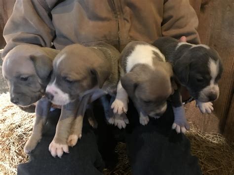 2 days ago &0183;&32;Size 9-10 inches tall, 9-16 lbs. . Mountain cur puppies for sale in kentucky
